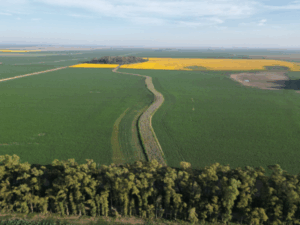 Impacto de los cultivos de coberturas en secuencias agrícolas y mixtas
