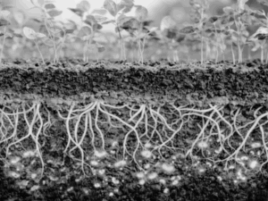 Suelos vivos: La Llave de la regeneración